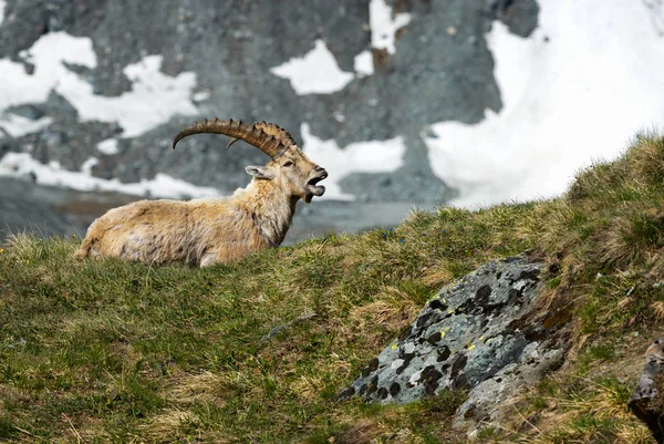 Ibex Alpino Capra Ibex Alpes Montanhas Europeias Mais Altas — Fotografia de Stock