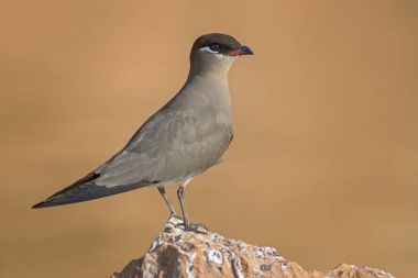 Madagaskar Pratincole - Glareola ocularis, Madagaskar, Afrika. Madagaskar adasından endemik kuş.
