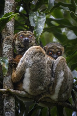 Doğu yünlü Lemur - Avahi laniger, yağmur ormanı Madagaskar Doğu Yakası. Şirin primat. Madagaskar endemite.