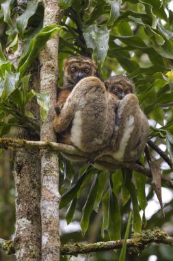 Doğu yünlü Lemur - Avahi laniger, yağmur ormanı Madagaskar Doğu Yakası. Şirin primat. Madagaskar endemite.