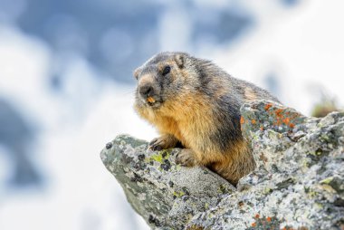 Alp Dağ sıçanı - Marmota marmota, Alpler, en yüksek Avrupa dağlar.