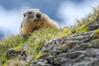 Alp Dağ sıçanı - Marmota marmota, Alpler, en yüksek Avrupa dağlar.