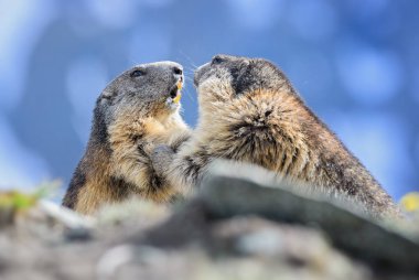 Alp Dağ sıçanı - Marmota marmota, Alpler, en yüksek Avrupa dağlar.