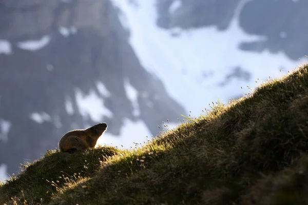 Havasi Mormota Marmota Marmota Alpok Legmagasabb Európai Hegyek — Stock Fotó