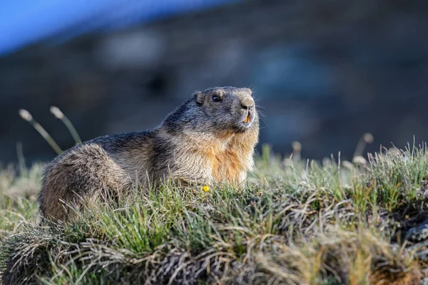 Бабак Альпійський Marmota Marmota Альпах Найвищих Європейських Гір — стокове фото