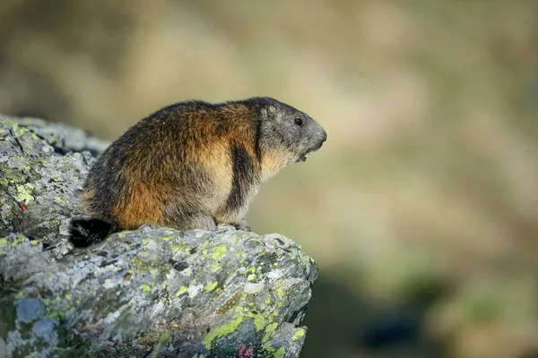 Havasi Mormota Marmota Marmota Alpok Legmagasabb Európai Hegyek — Stock Fotó