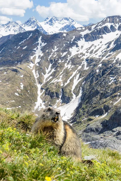 Alppimarmot Marmota Marmota Alpit Euroopan Korkeimmat Vuoret — kuvapankkivalokuva