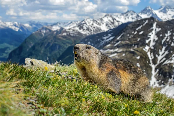 Alppimarmot Marmota Marmota Alpit Euroopan Korkeimmat Vuoret — kuvapankkivalokuva