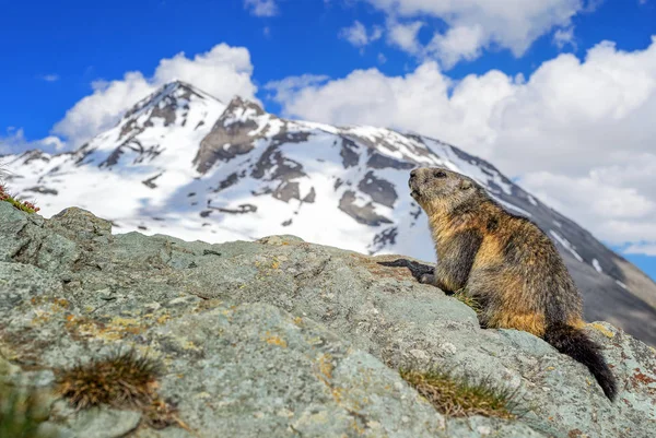 Alppimarmot Marmota Marmota Alpit Euroopan Korkeimmat Vuoret — kuvapankkivalokuva