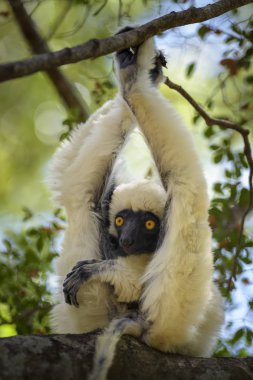 Van der Decken'ın Sifaka - Propithecus deckenii, orman Madagaskar west coast kuru. Tsingy. Şirin primat. Madagaskar endemite.