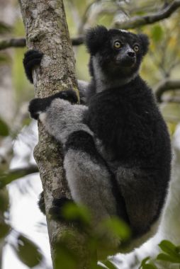 İndri - Indri indri, yağmur ormanı Madagaskar Doğu Yakası. Şirin primat. Madagaskar endemite. En büyük lemur.