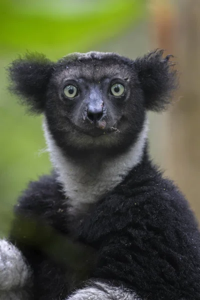 Indri Indri Indri Lasów Tropikalnych Wybrzeży Madagaskaru Ładny Prymas Endemite — Zdjęcie stockowe