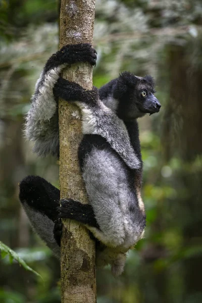 Indri Indri Indri 마다가스카르 귀여운 영장류입니다 Endemite입니다 원숭이 — 스톡 사진