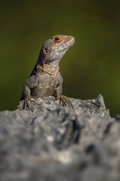 Cuvier Madagascar Swift Oplurus Cuvieri Costa Oeste Madagascar Tsingy Lagarto — Fotografia de Stock