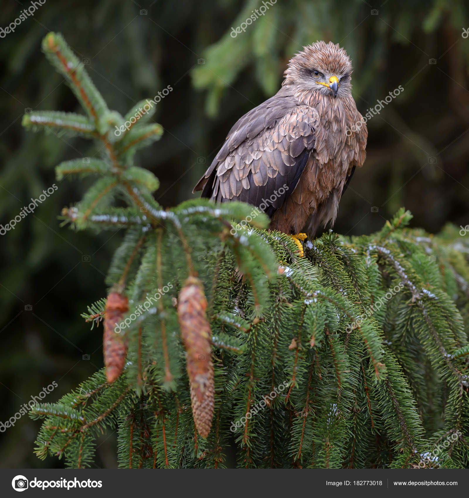 Milan Noir Milvus Migrans Belle Brune Raptor Forêts