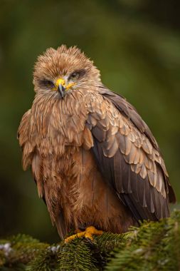 Siyah uçurtma - Milvus migrans, Avrupa ormandan gelen güzel kahverengi raptor. Kuş Gözlem. Şahinle.