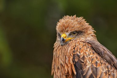 Siyah uçurtma - Milvus migrans, Avrupa ormandan gelen güzel kahverengi raptor. Kuş Gözlem. Şahinle.