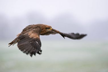 Siyah uçurtma - Milvus migrans, Avrupa ormandan gelen güzel kahverengi raptor. Kuş Gözlem. Şahinle.
