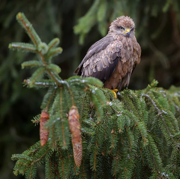 Milvus 遊走性 ヨーロッパの森林から美しい茶色猛禽 バードウォッチング 鷹狩り — ストック写真