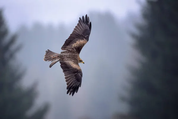 Коршун Milvus Migrans Красивий Коричневий Raptor Від Європейських Лісу Спостереження — стокове фото