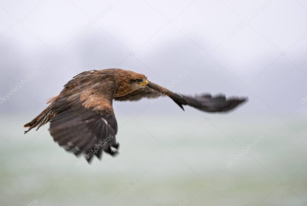 Black Kite - Milvus migrans, beautiful brown raptor from European forest. Birdwatching. Falconry.