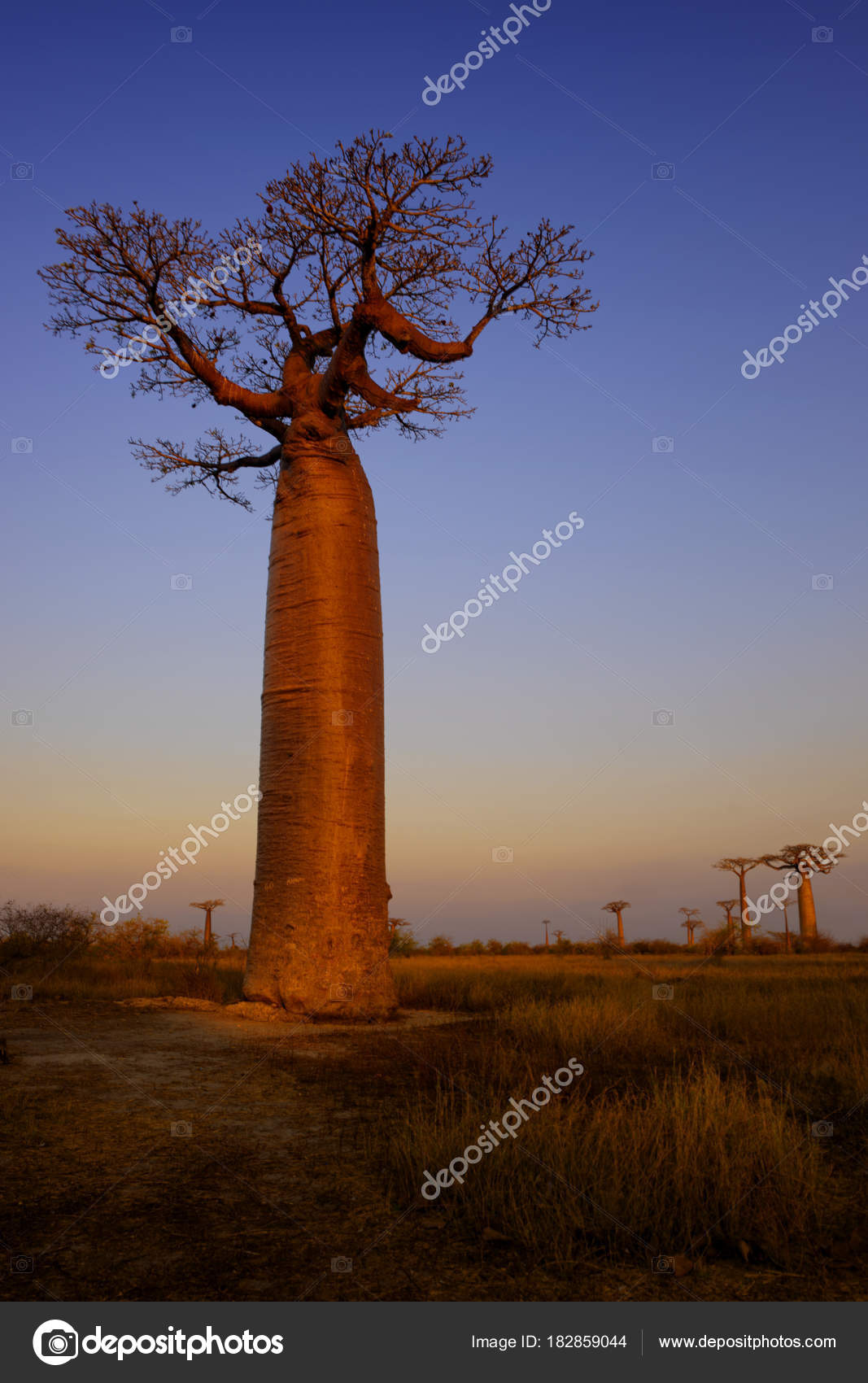 Baobab Adansonia Grandidieri Madagascar West Coast Travel Madagascar Holidays Iconic Stock Photo Image By C Dhdeposit18 Baobab Adansonia Grandidieri Madagascar West Coast Travel Madagascar Holidays Iconic Stock Photo Image By C Dhdeposit18