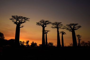 Baobab - Baobab grandidieri, Madagaskar Batı Yakası. Madagaskar seyahat. Tatil. İkonik ağaç.