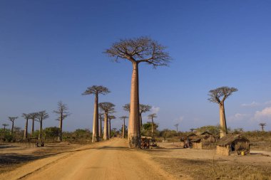 Baobab - Baobab grandidieri, Madagaskar Batı Yakası. Madagaskar seyahat. Tatil. İkonik ağaç.