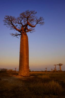 Baobab - Baobab grandidieri, Madagaskar Batı Yakası. Madagaskar seyahat. Tatil. İkonik ağaç.