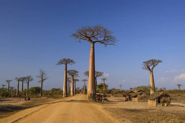 Baobab Baobab Grandidieri Madagaskar Batı Yakası Madagaskar Seyahat Tatil Konik — Stok fotoğraf