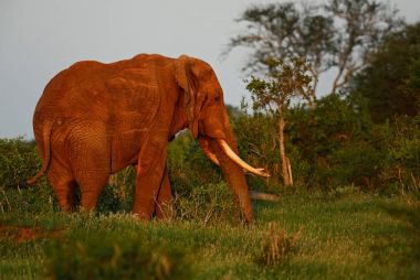 Afrika Bush fil - Loxodonta africana, Tsavo Doğu, Kenya Safari'de. Afrika büyük beş. 
