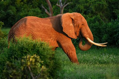 Afrika Bush fil - Loxodonta africana, Tsavo Doğu, Kenya Safari'de. Afrika büyük beş. 