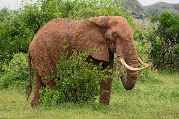 African Bush Elephant - Loxodonta africana, Safari in Tsavo East, Kenya. African big five.