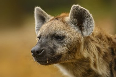 Benekli sırtlan - Crocuta crocuta, portre resim güçlü Afrika etobur bir portresi. 