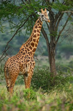 Kenya, Afrika'da zürafa - zürafa zürafa, safari. Şirin Afrika büyük beş üyesi.