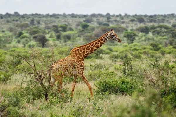 Girafa Girafa Camelopardalis Safari Quênia África Bonito Membro Africano Big — Fotografia de Stock