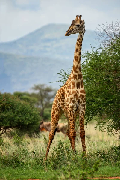 Giraffa Giraffa Camelopardalis Safari Kenya Africa Carino Membro Africano Grande — Foto Stock