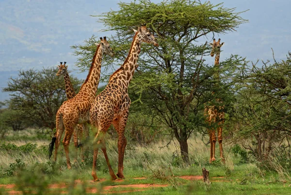 Giraffe Giraffa Camelopardalis Safari Kenia Afrika Schattig Lid Van Afrikaanse — Stockfoto