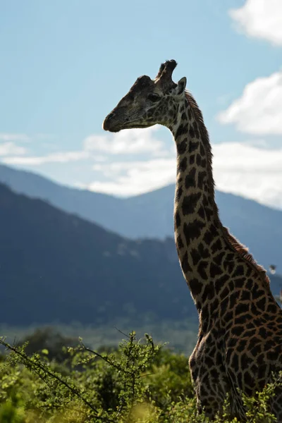 Giraffe Giraffa Camelopardalis Safari Kenya Africa Cute Member African Big — Stock Photo, Image