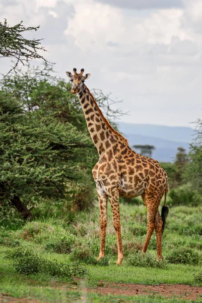 Жираф Жираф Camelopardalis Сафари Кении Африка Симпатичный Член Большой Африканской — стоковое фото