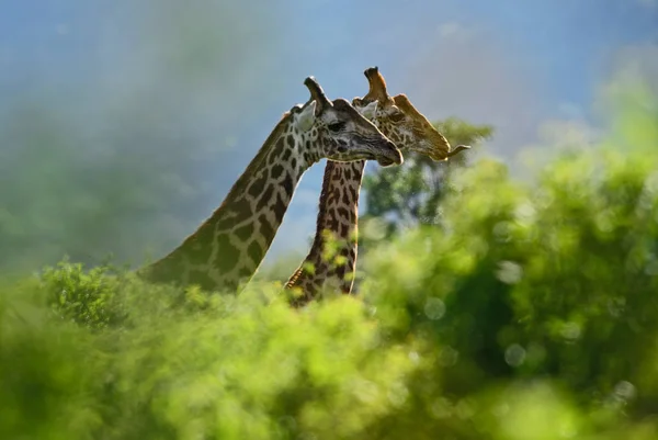 Giraffe Giraffa Camelopardalis Safari Kenya Africa Cute Member African Big — Stock Photo, Image