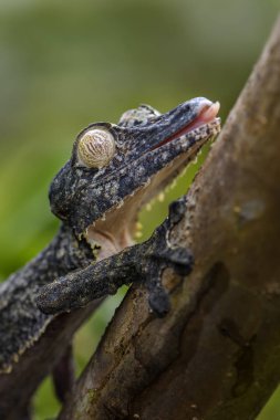 Dev yaprak kuyruklu Gecko - Uroplatus fimbriatus, Madagaskar yağmur ormanı. Nadir de gecko, Madagaskar'da endemik maskeli. Taklit. Kamuflaj.