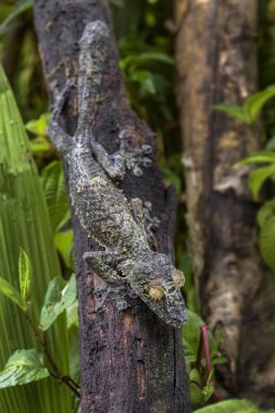 Dev yaprak kuyruklu Gecko - Uroplatus fimbriatus, Madagaskar yağmur ormanı. Nadir de gecko, Madagaskar'da endemik maskeli. Taklit. Kamuflaj.
