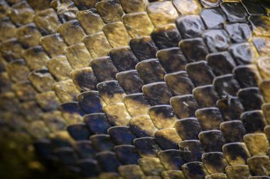 Madagaskar Boa - Acrantophis madagascariensis, Madagaskar ormanların en büyük yılan. Endemik yılan.