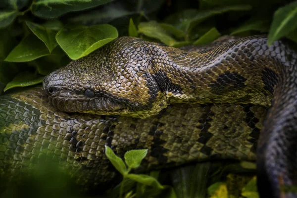 Μαδαγασκάρη Boa Ρομανέσκο Acrantophis Μεγαλύτερο Φίδι Του Δάση Της Μαδαγασκάρης — Φωτογραφία Αρχείου