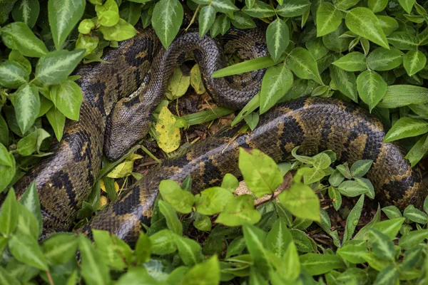 Μαδαγασκάρη Boa Ρομανέσκο Acrantophis Μεγαλύτερο Φίδι Του Δάση Της Μαδαγασκάρης — Φωτογραφία Αρχείου