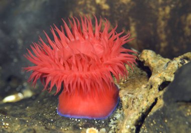 Beadlet anemon - Actinia equina, MEDITERRAEAN deniz, Hırvatistan. Sualtı fotoğrafçılığı. Deniz anemon.