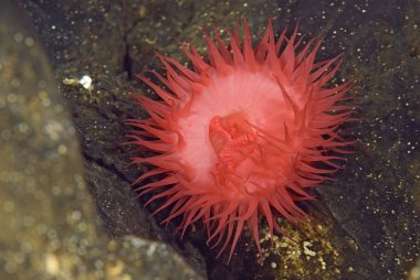 Beadlet anemon - Actinia equina, MEDITERRAEAN deniz, Hırvatistan. Sualtı fotoğrafçılığı. Deniz anemon.