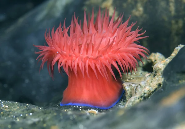 Beadlet Anemone Actinia Equina Mediterraean Moře Chorvatsko Podvodní Fotografie Sasanka — Stock fotografie