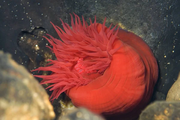 Beadlet anemon - Actinia equina, MEDITERRAEAN deniz, Hırvatistan. Sualtı fotoğrafçılığı. Deniz anemon.